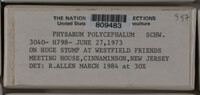 Physarum polycephalum image